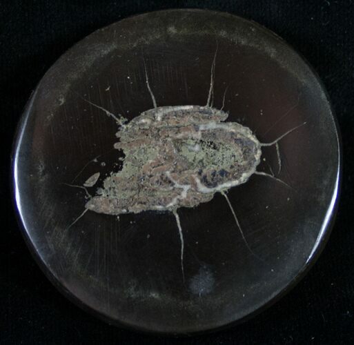 Polished Fish Coprolite (Fossil Poo) - Scotland #8949